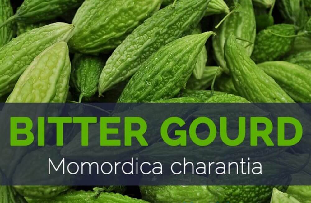 MOMORDICA-bitter melon