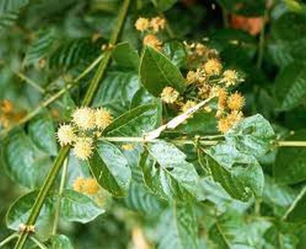 Uncaria tomentosa: Overview, Uses, Side Effects, Precautions